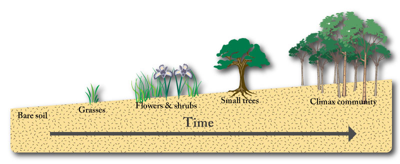 IB environmental systems succession